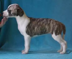 Vipet/whippet - vymazlená štěňátka s PP