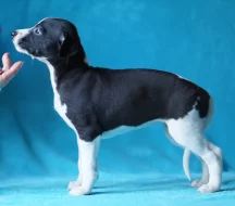 Vipet/whippet - vymazlená štěňátka s PP