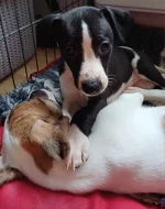 Vipet/whippet - vymazlená štěňátka s PP