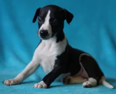 Vipet/whippet - vymazlená štěňátka s PP
