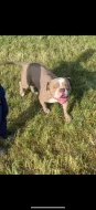 American bully pocket