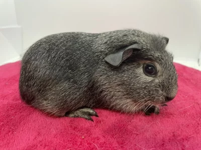 Morče crested samec aguti černá/bílá s PP