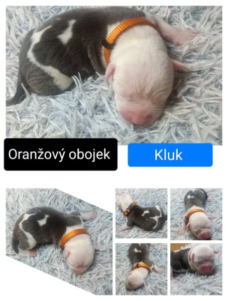 Americký stafordšírský teriér