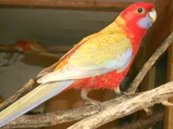 Penant lutino