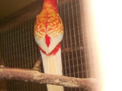 Penant lutino