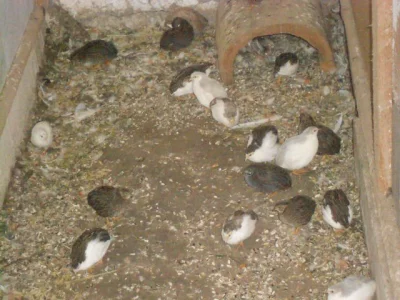 Křepelka čínská
