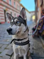 Daruji huskyho