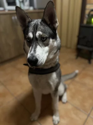 Daruji huskyho