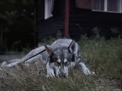 Daruji huskyho