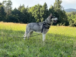 Daruji huskyho