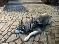 Daruji huskyho
