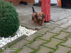 Prodám štěňata dlouhosrtého jezevčíka