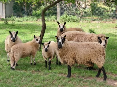 Prodám plemeného berana a 3 ovce Kerry hill.