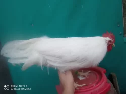 LEGHORN kohouti