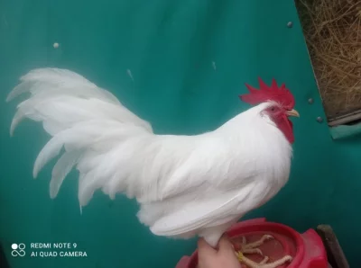 LEGHORN kohouti