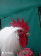 LEGHORN kohouti