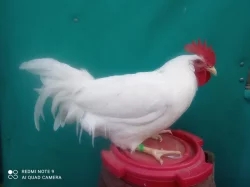 LEGHORN kohouti