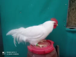 LEGHORN kohouti