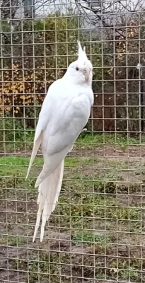 Korela skořicové albino - samice