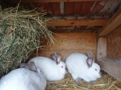 Kalifornský a kuní velký hnědý