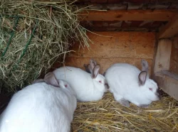 Kalifornský a kuní velký hnědý