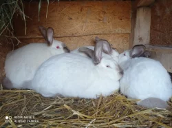 Kalifornský a kuní velký hnědý