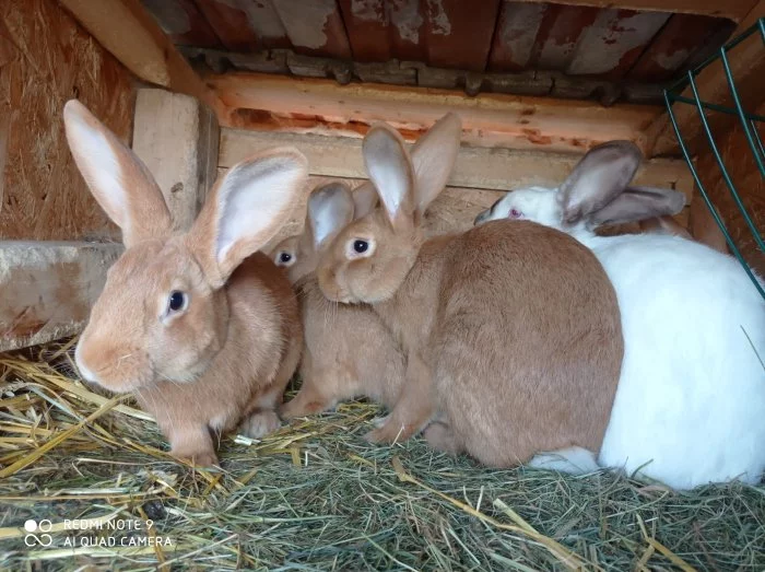 Burgundský králík