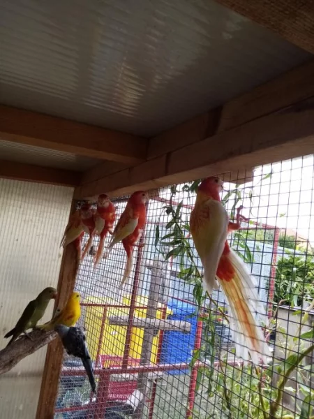 Rossela pestrá rubino