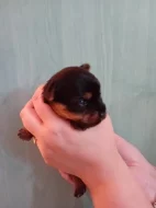 Štěňátka jorkšíra Návsí u Jablunkova