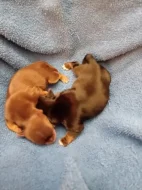 Štěňátka jorkšíra Návsí u Jablunkova