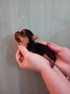 Štěňátka jorkšíra Návsí u Jablunkova