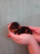 Štěňátka jorkšíra Návsí u Jablunkova