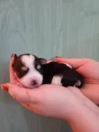 Štěňátka jorkšíra Návsí u Jablunkova