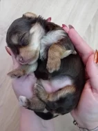 Štěňátka jorkšíra Návsí u Jablunkova