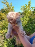 Štěňátka jorkšíra Návsí u Jablunkova