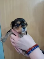 Štěňátka jorkšíra Návsí u Jablunkova