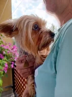 Štěňátka jorkšíra Návsí u Jablunkova