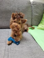 Štěňátka jorkšíra Návsí u Jablunkova