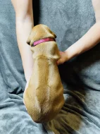 Rhodéský ridgeback s PP - zahraniční krytí