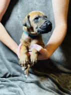 Rhodéský ridgeback s PP - zahraniční krytí
