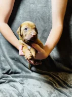 Rhodéský ridgeback s PP - zahraniční krytí