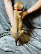 Rhodéský ridgeback s PP - zahraniční krytí
