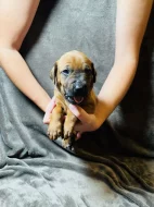 Rhodéský ridgeback s PP - zahraniční krytí