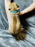 Rhodéský ridgeback s PP - zahraniční krytí