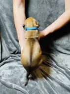 Rhodéský ridgeback s PP - zahraniční krytí