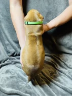 Rhodéský ridgeback s PP - zahraniční krytí