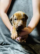 Rhodéský ridgeback s PP - zahraniční krytí