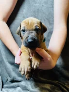 Rhodéský ridgeback s PP - zahraniční krytí