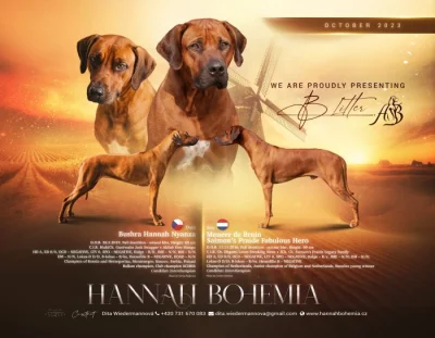 Rhodéský ridgeback s PP - zahraniční krytí