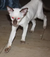 Siamská koťata s PP